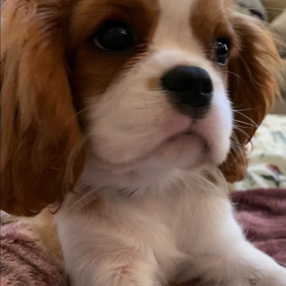 🐾 Meet your Posh Ambassador, Kim 🐾 - Picture 12 of 14